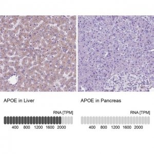 Anti-APOE antibody produced in rabbit HPA065539-100UL