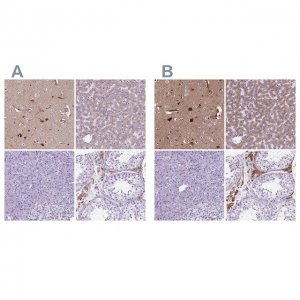 Anti-APOE antibody produced in rabbit HPA065539-100UL