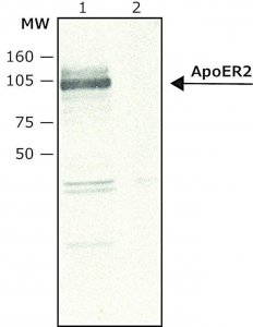 Anti-ApoER2 antibody produced in rabbit 