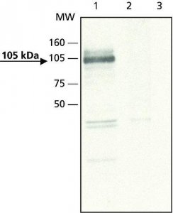 Anti-ApoER2 antibody produced in rabbit 