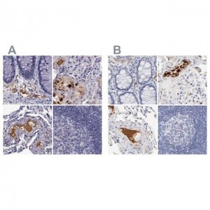 Anti-APOH antibody produced in rabbit 
