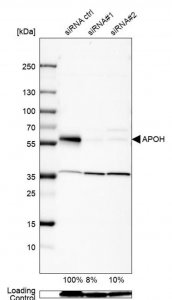 Anti-APOH antibody produced in rabbit 