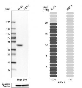 Anti-APOL1 antibody produced in rabbit 