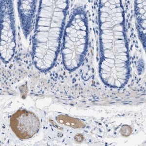 Anti-APOL1 antibody produced in rabbit 
