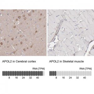 Anti-APOL2 antibody produced in rabbit 