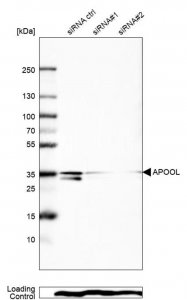 Anti-APOOL antibody produced in rabbit 