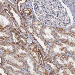 Anti-APOOL antibody produced in rabbit 