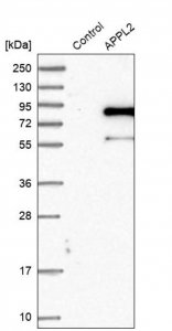 Anti-APPL2 antibody produced in rabbit 