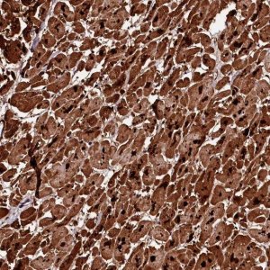 Anti-APPL2 antibody produced in rabbit 