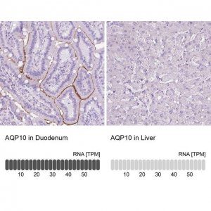 Anti-AQP10 antibody produced in rabbit 