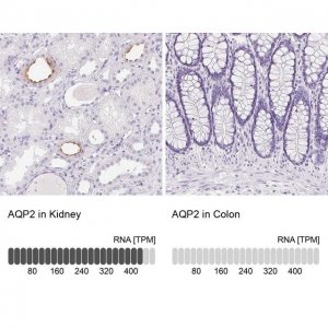 Anti-AQP2 antibody produced in rabbit 