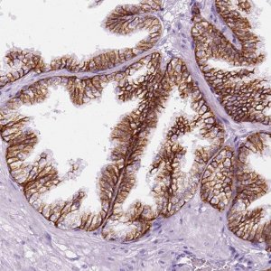 Anti-AQP3 antibody produced in rabbit 