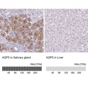 Anti-AQP5 antibody produced in rabbit 