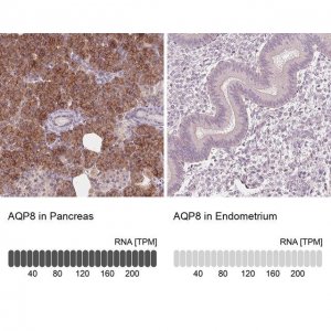 Anti-AQP8 antibody produced in rabbit 