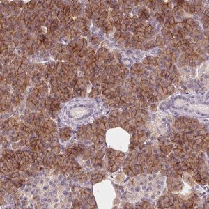 Anti-AQP8 antibody produced in rabbit 