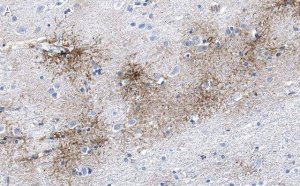 Anti-Aquaporin-4 Antibody, clone 1K2 ZooMAb Rabbit Monoclonal 