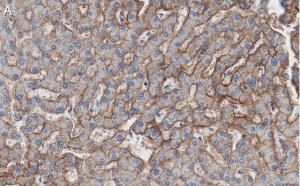 Anti-Aquaporin-9 Antibody, clone 1E4 ZooMAb Rabbit Monoclonal 