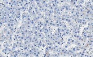 Anti-Aquaporin-9 Antibody, clone 1E4 ZooMAb Rabbit Monoclonal 