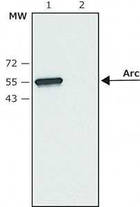 Anti-Arc (C-terminal) antibody produced in rabbit SAB4200460-200UL