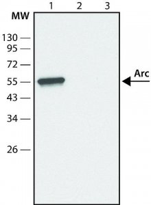 Anti-Arc (C-terminal) antibody produced in rabbit SAB4200460-200UL