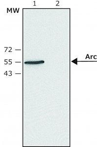 Anti-Arc (N-terminal) antibody produced in rabbit SAB4200461-200UL