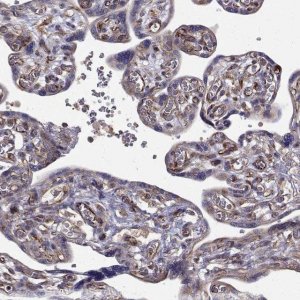 Anti-ARFGAP1 antibody produced in rabbit 