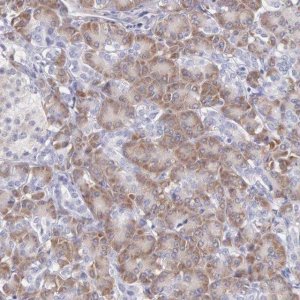 Anti-ARFGAP3 antibody produced in rabbit HPA000638-100UL