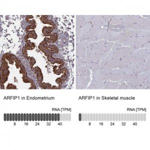 Anti-ARFIP1 antibody produced in rabbit 