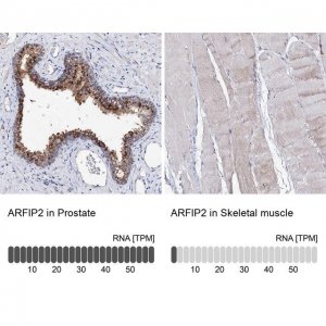 Anti-ARFIP2 antibody produced in rabbit HPA038156-100UL