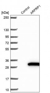 Anti-ARFRP1 antibody produced in rabbit HPA047028-100UL