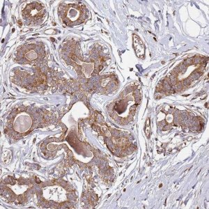 Anti-ARFRP1 antibody produced in rabbit HPA047028-100UL