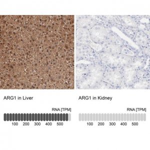Anti-ARG1 antibody produced in rabbit 
