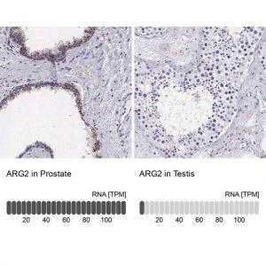Anti-ARG2 antibody produced in rabbit 