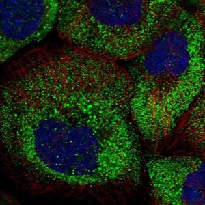 Anti-ARHGAP11A antibody produced in rabbit 