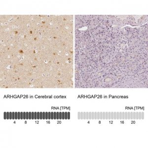 Anti-ARHGAP26 antibody produced in rabbit 
