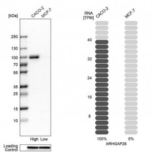 Anti-ARHGAP26 antibody produced in rabbit 