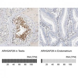 Anti-ARHGAP28 antibody produced in rabbit 