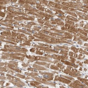 Anti-ARHGAP29 antibody produced in rabbit 