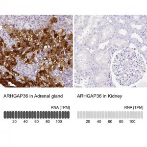 Anti-ARHGAP36 antibody produced in rabbit 
