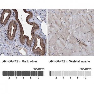 Anti-ARHGAP42 antibody produced in rabbit 