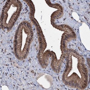 Anti-ARHGAP42 antibody produced in rabbit 