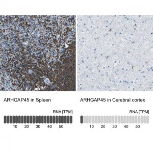 Anti-ARHGAP45 antibody produced in rabbit 