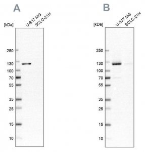 Anti-ARHGEF1 antibody produced in rabbit 