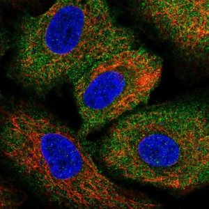 Anti-ARHGEF1 antibody produced in rabbit 