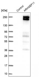 Anti-ARHGEF11 antibody produced in rabbit 