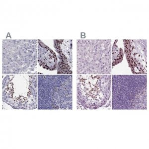 Anti-ARID3A antibody produced in rabbit 