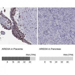 Anti-ARID3A antibody produced in rabbit 