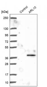 Anti-ARL10 antibody produced in rabbit HPA047044-100UL