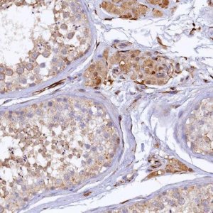 Anti-ARL11 antibody produced in rabbit HPA040855-100UL