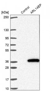 Anti-ARL14EP antibody produced in rabbit HPA048127-100UL